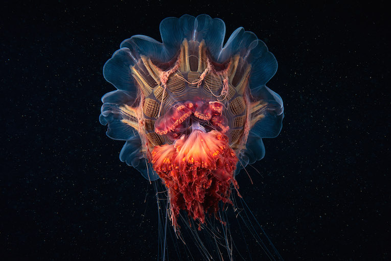 This series represent exploration of the most extreme and far cold-water seas, washing the coasts of Russia, because only few people in the world had chance to dive there. These seas are true pearls of nature, hiding mysteries and treasures not only for divers and scientists - there is another universe with it's own aliens and fantastic creatures. These strange animals are mostly undescribed. Some of them are tiny, some are hidden because of their complete transparency, some are beautiful and gentle giants - in the underwater world you can find living things for the first time in the history of humanity, but they were there for millions of years. Modern diving and photo equipment give us a chance to reveal this beauty hidden in the dark.