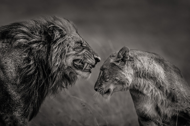 Series of wildlife images taken in Masai Mara reserve in Africa