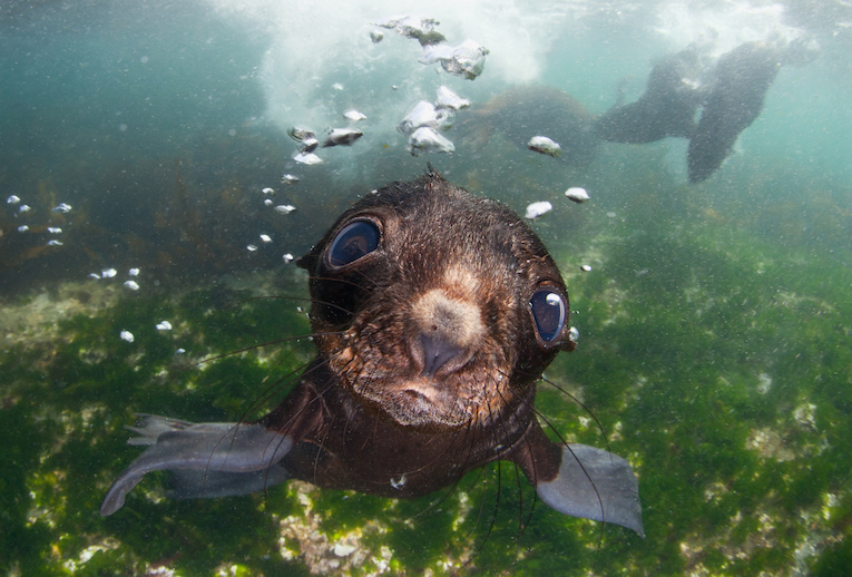 Bering sea. Commander islands. Baby fur seal