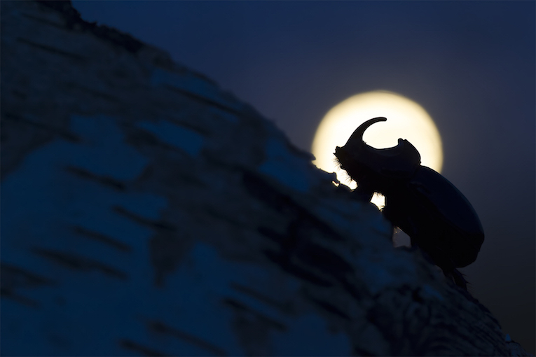 Four centimeters of mightyness that moves slowly and unrelentless on a tree, while the moon rises on the background. The rhinoceros beetle is a nocturnal insect, during the day they stay safe under the cortex of the trees and with the summer they become very active flying at dusk to find a mate.