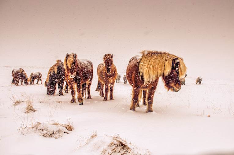 Icelandic Horses