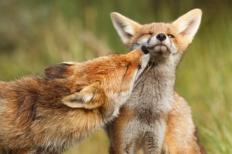 fox-kisses-02