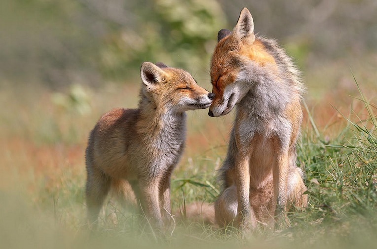 fox-kisses-03