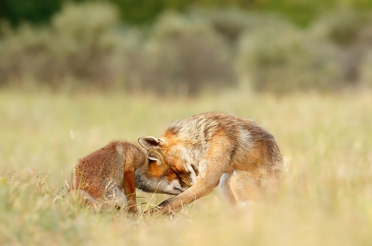 fox-kisses-05