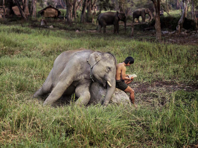 Elephant and Man Reading, Chiang Mai, Thailand, 2010 THAILAND-10033