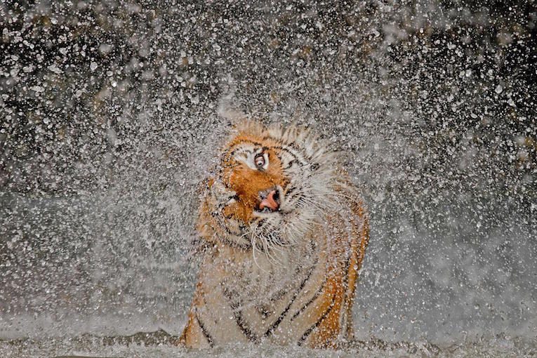 wet-tiger