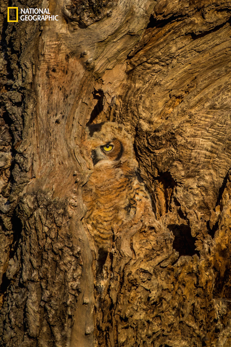 A baby Owlet uses its camouflage to hide from its predators as it spots me from quite a ways away using a focal length of 1600mm.