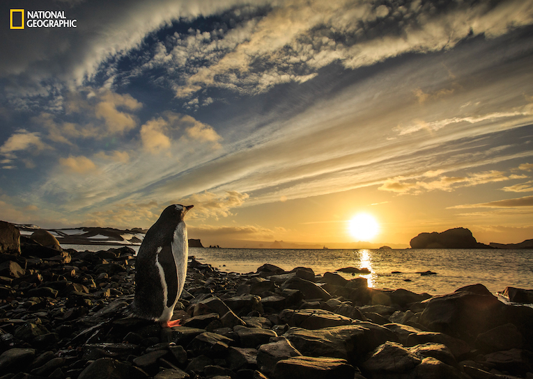 It was very early in the Antarctic morning and I was walking along the beach admiring the sunrise, then suddenly I had a wonderful surprise: meet this Gentoo penguin (Pygoscelis papua) already looking at the sun that was just on the horizon. At that moment I had the sensation that, like me, he had woken up very early to contemplate such a beautiful dawn. King George Island, Antarctica.