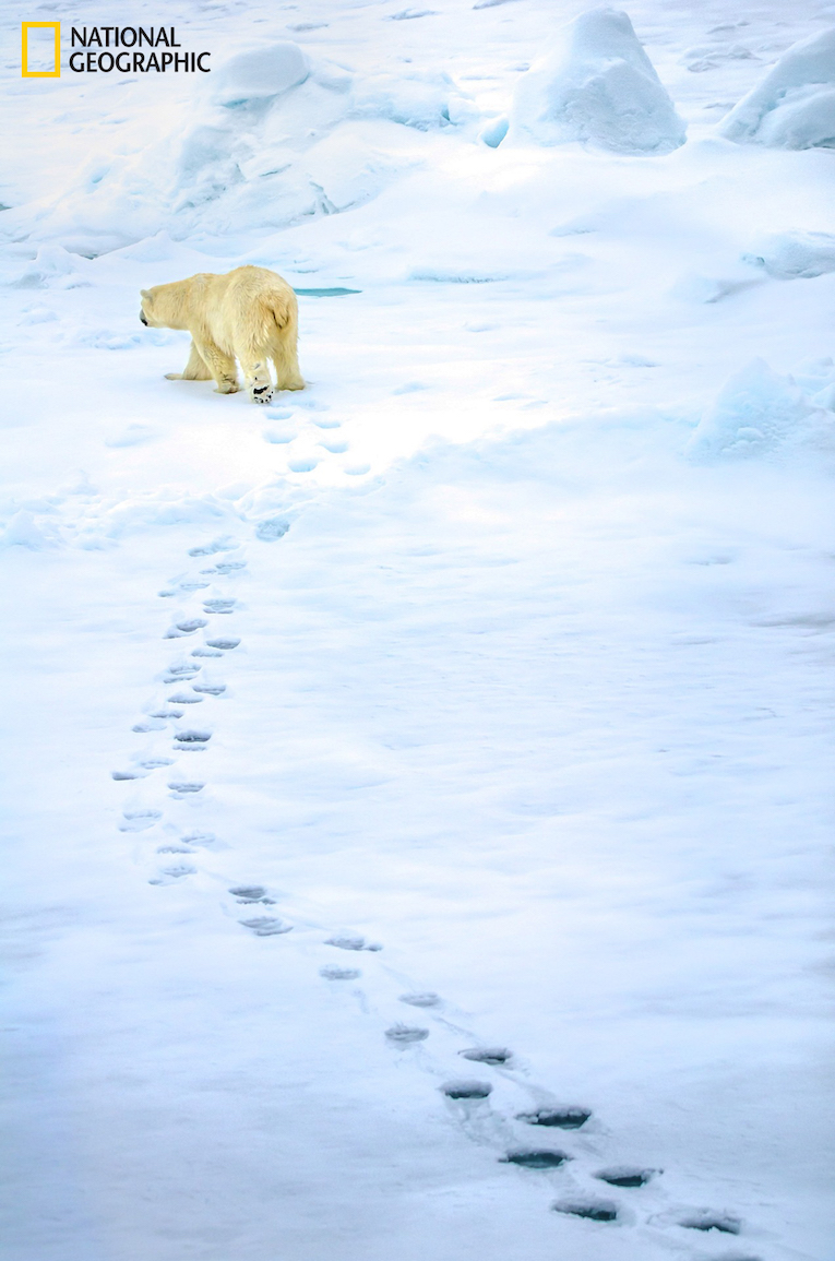 A polar bear ekes out a lonely existence in a barren world of ice