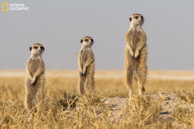 Size matters, Meerkats, Makgadikgadi Pans, Kalahari Botswana