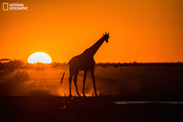 A typical african evening. Nothing special in Nxai Pan, Kalahari, Botswana