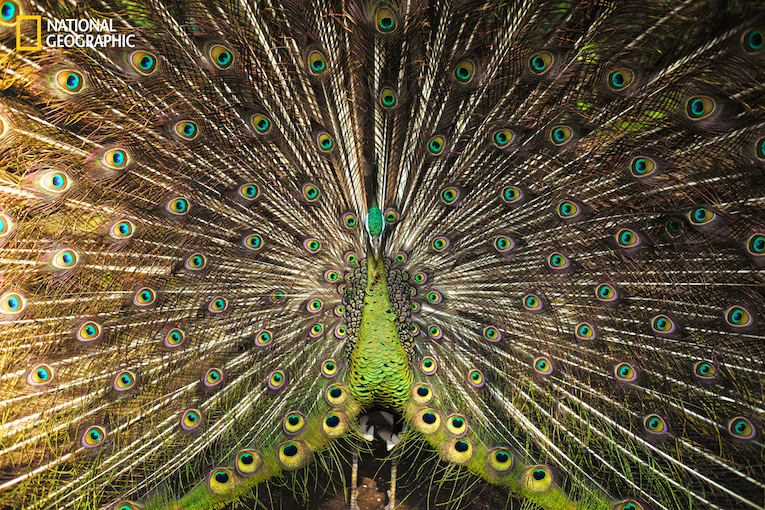 This picture is taken in Bandung while this animal shows it's beautiful Symmetrical feather while I'm taking a picture of it using my Leica. it seems that he wants to mate, but... hmn, than he dance, shaking it's feather. I love it's natural hypnotizing color. The green peacock is one endangered bird from Indonesia. Usually, their feather are taken for house decoration. With photography, every one can enjoy it's beauty without endangering it. Just Print it or save it on your desktop computer.