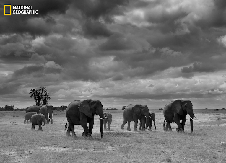 Elephants in female leaders led slowly migrate, this is a scene of quiet and peaceful picture. This elephant is faced with the threat of poachers, if not to protect them, this may be the last of the greatest spectacular.