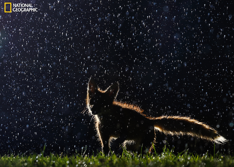 Fox caught  in action under the rain
