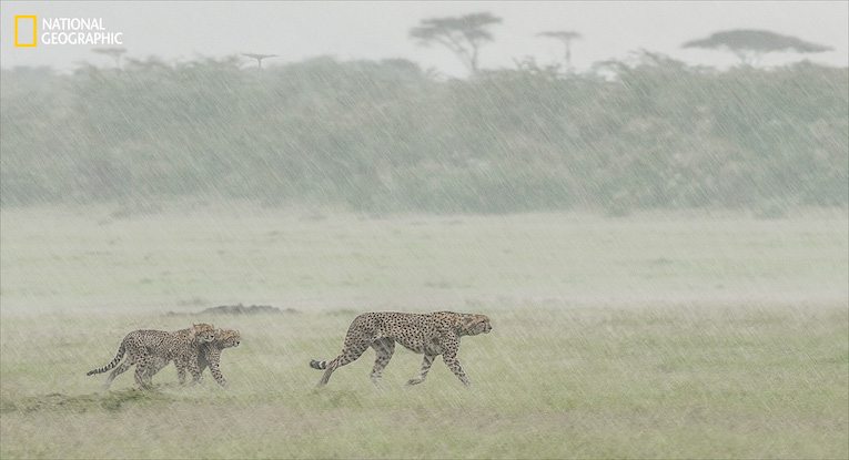 These Cheetah cubs didn't seem to be enjoying the afternoon downpour.  They ran close together as they tried to keep up with mum. I'd like to say that I kept dry taking this image but in order to capture the moment I had to lean out of the window, allowing the stair-rods of water into the vehicle and got drenched by doing so. Worth it though.