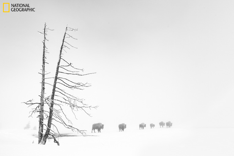 A herd of frosty buffalos walking in the snow towards thick fog produced by the Yellowstone geothermal activity. MnMWoW.com