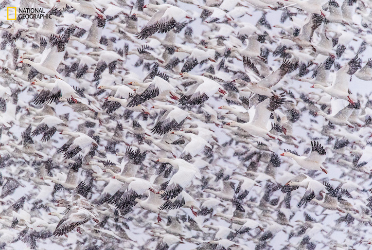 Thousands of  snow geese take flight during a snowy morning fly out at Bosque del Apache, New Mexico  It is loud and sounds like a passing train!
