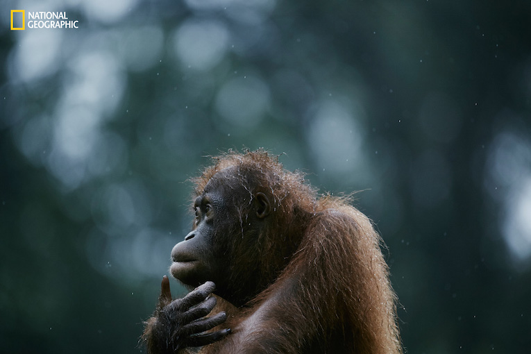 The island of Borneo, which is split between the countries of Malaysia, Indonesia, and Brunei, was once covered with a lush tropical rainforest, but in the wake of ongoing deforestation and the expansion of plantation farming, the habitats of the islandís endemic and endangered species are being destroyed rapidly. Relentless deforestation has precipitated the loss of 90% of the orangutan population in 100 years. At this rate, some expect this species to become extinct within the next 20 years.