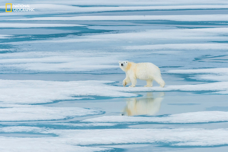 As we cruised the ice fields near Prince Regent Inlet in the Canadian high arctic we came across a lone Polar Bear wandering across the ice seeking a meal.  © Bill Klipp 2016 -- Check out my Photo Website at: http://www.WKimages.net