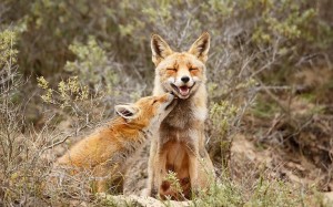 Sweet Mother Fox and Her Kit Show Undeniable Love