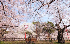 Stunning Photos of Cherry Blossoms to Celebrate Spring