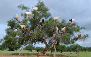 Fascinating Photo of Goats Who Climbed a Tree