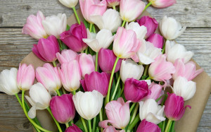 Beautiful Bouquet of Tulips for Mother’s Day