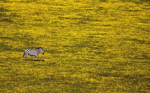 Final Standouts of 2016 National Geographic Travel Photographer of the Year Contest