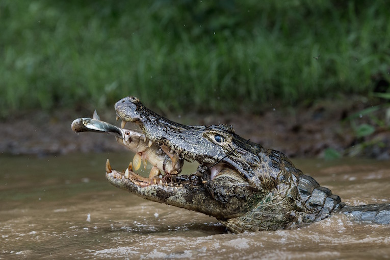 Picture taken in the Brazilian Pantanal... when I downloaded the CF did not want to believe it .... The nature knows we always give magnificent events but sometimes extraordinary