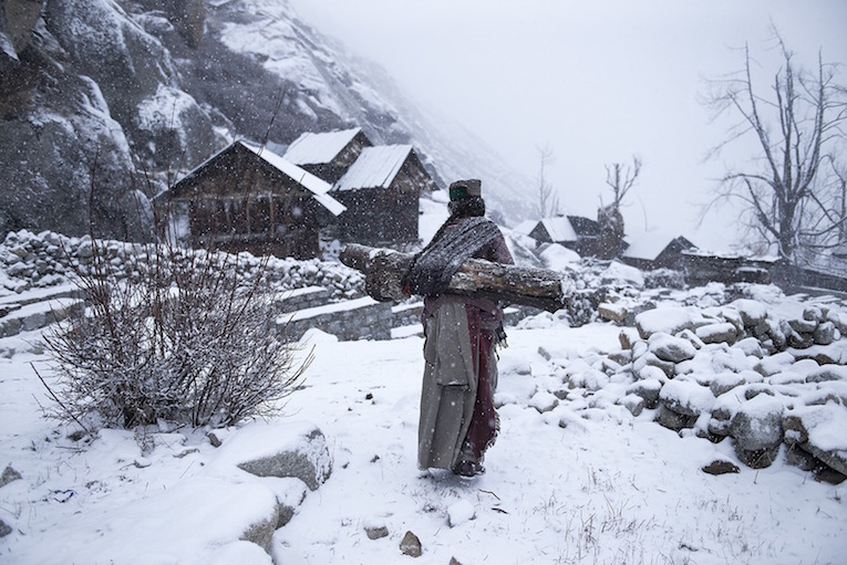 Kinnaura tribal old women in remote village in Himachal Pradesh carrying big log back home to warm up her house
