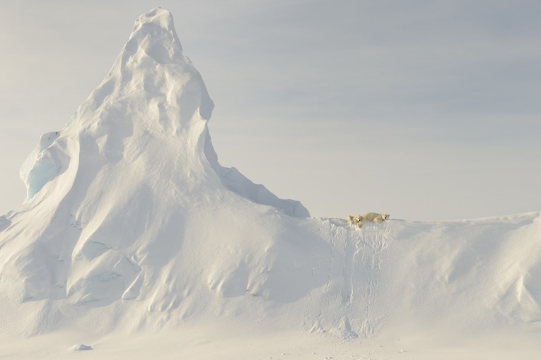 This photo was taken far out on the sea ice in the Davis Straight off the coast of Baffin Island.  This mother and her yearling are perched atop a huge snow covered iceberg that got "socked in" when the ocean froze over for the winter.  To me, the relative "smallness" of these large creatures when compared to the immensity of the iceberg in the photo represents the precariousness of the polar bear's reliance on the sea and sea ice for its existence.