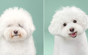 Before and Afters of Dogs in Adorable, Japanese-Style Grooming