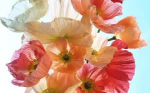 Sunlight Through Poppy Petals