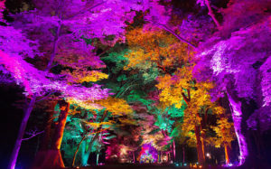 A Japanese Forest is Bathed in a Rainbow of Colored Light