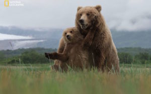 Stunning Standouts of the National Geographic Nature Photographer of the Year Contest 2016