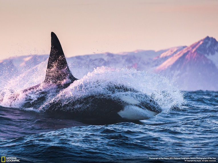 Spectacular Entries In 2016 Nat Geo Nature Photographer Of The Year One Of My Favorite Photo Contests The National Geographic Nature Photographer Year Is Soon Coming To An End A New Selection Photos Now
