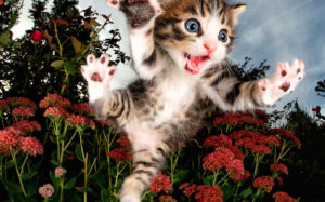 Adorable Photos of Rescue Kittens Pouncing