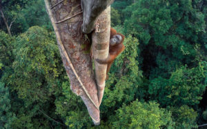 Wildlife Photographer of the Year 2016