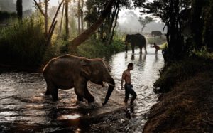 Storybook Photo of Elephants Being Taken Care of in Thailand