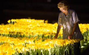 2100 Illuminated Handcrafted Daffodils Represent the Light a Nurse Brings to a Terminally Ill Patient
